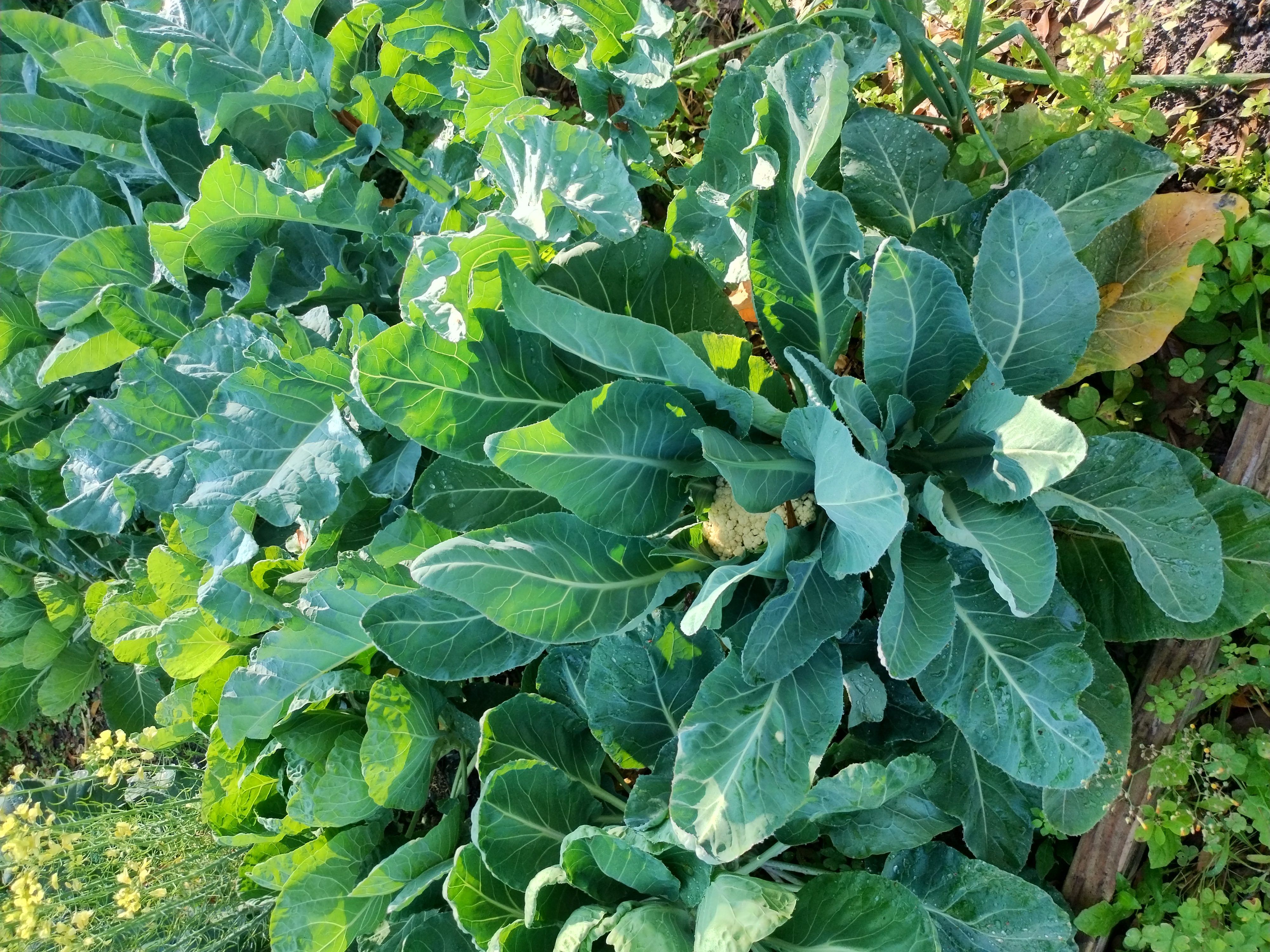 Random foliage