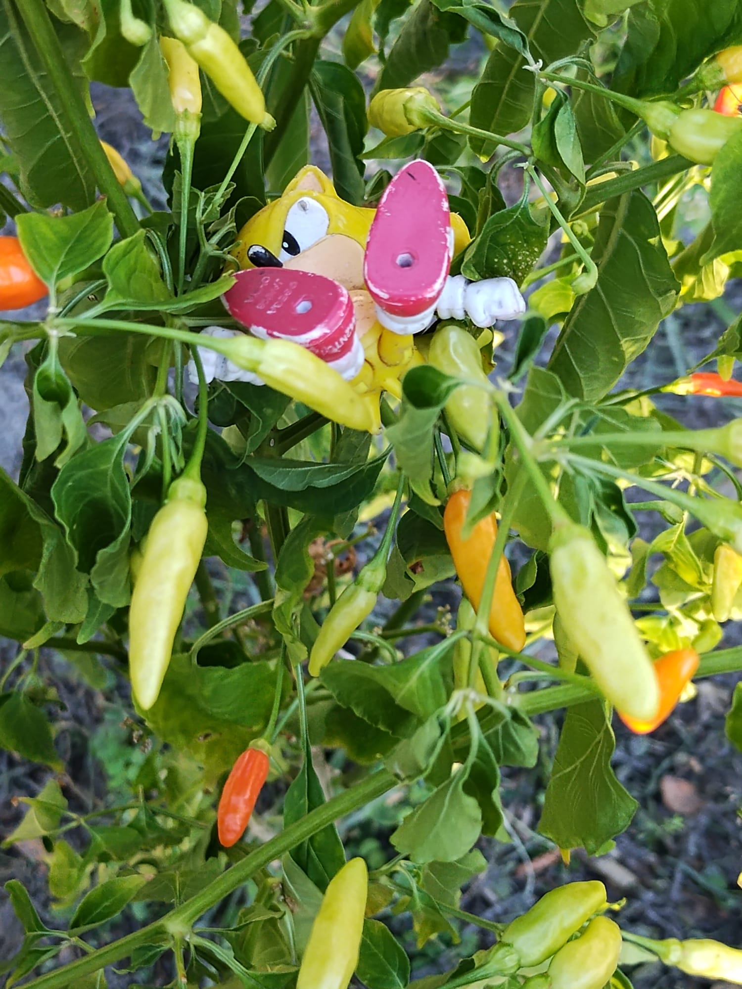A pepper plant